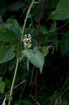 Fringed black bindweed